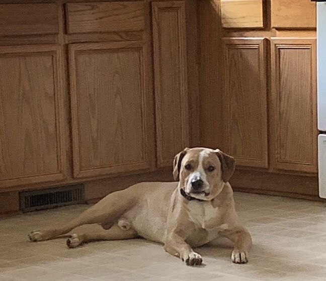 Buddy